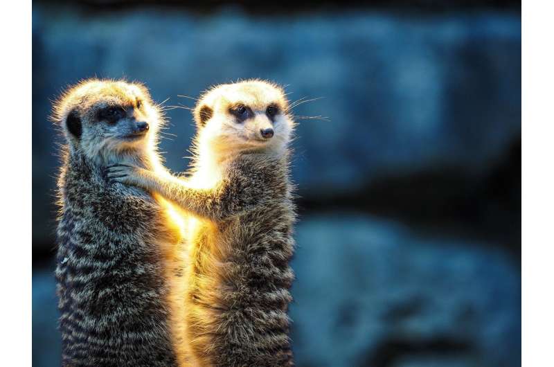 זוגיות אצל בעלי חיים הוא דבר משתנה