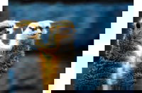 זוגיות אצל בעלי חיים הוא דבר משתנה