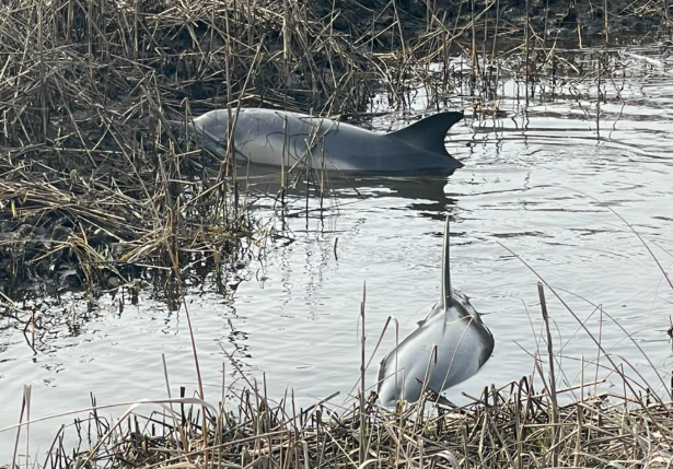 הדולפינים שאותרו