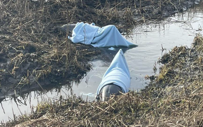 הדולפינים שכוסו בשמיכות 