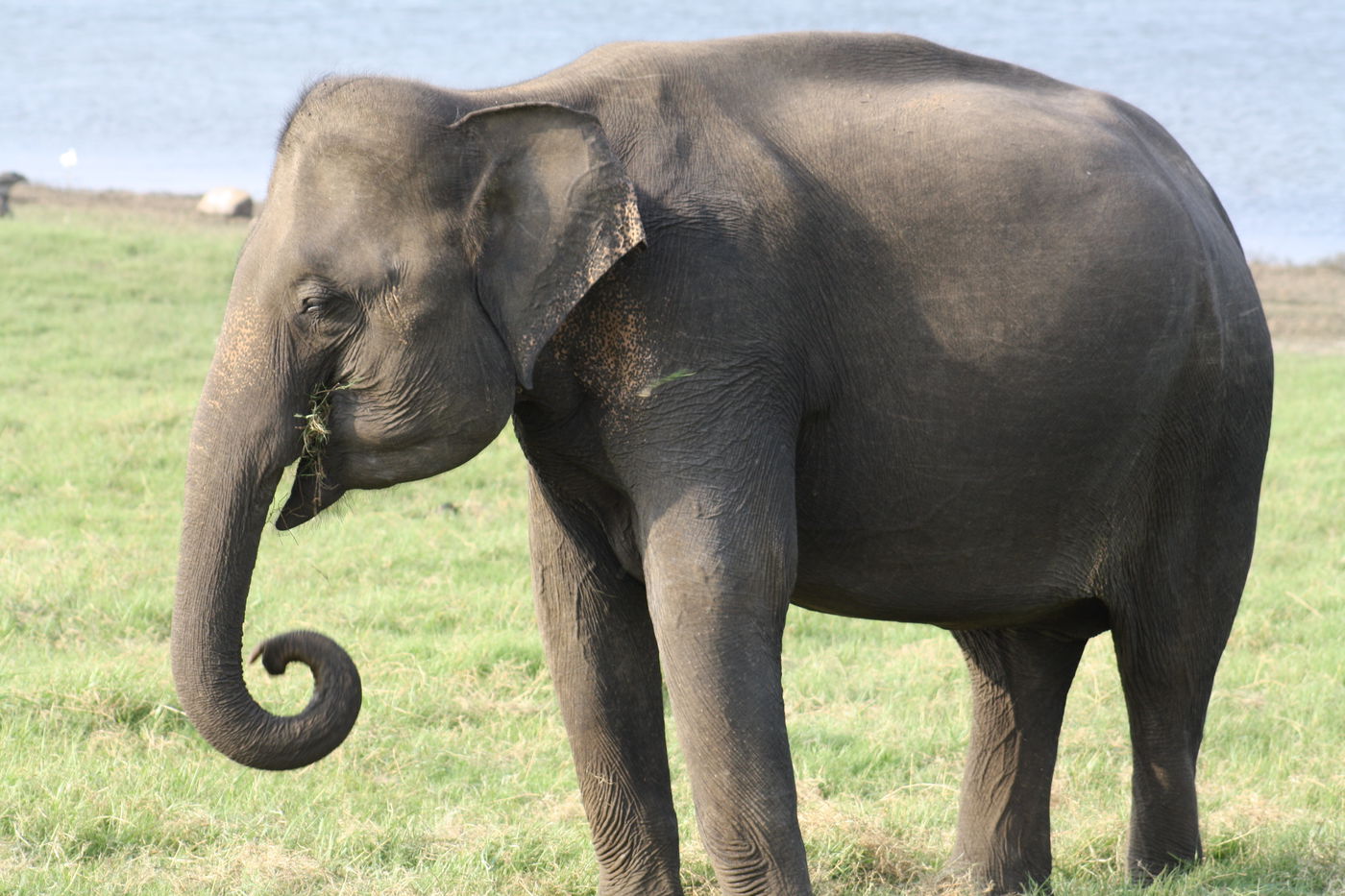הפיל האסייתי
