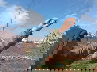 פלסטינים פרסו מלכודות ל'ציפורי שיר'; רועה צאן יהודי תפס אותם על חם | תיעוד