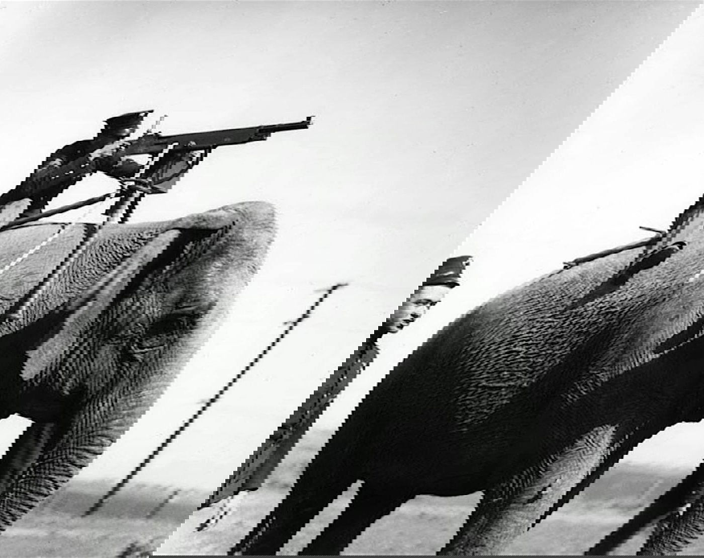 פיל בשדה קרב