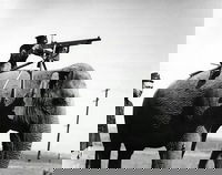 פיל בשדה קרב