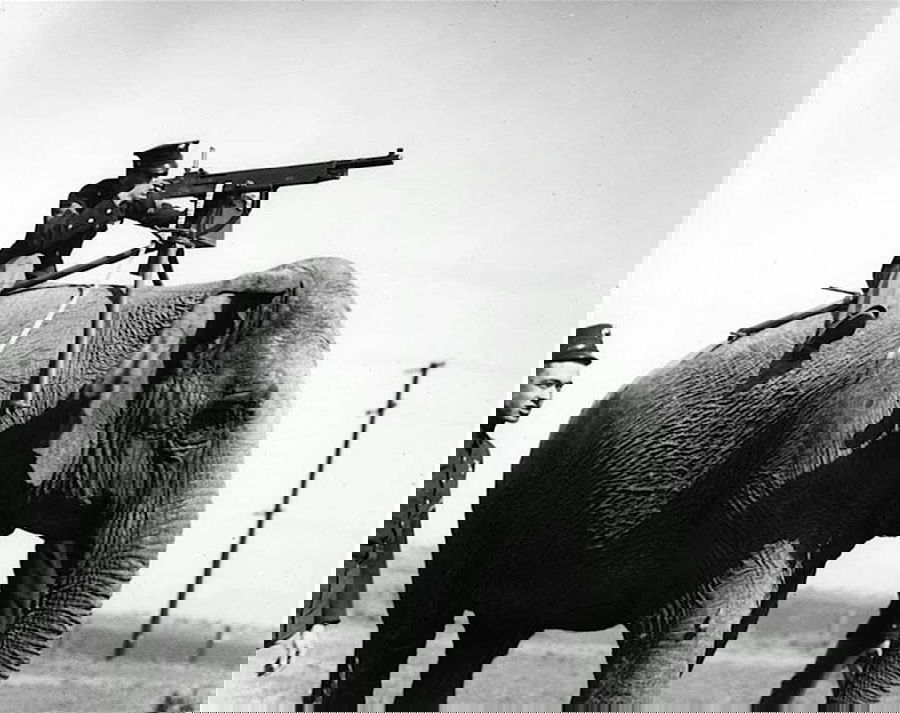 פיל בשדה קרב