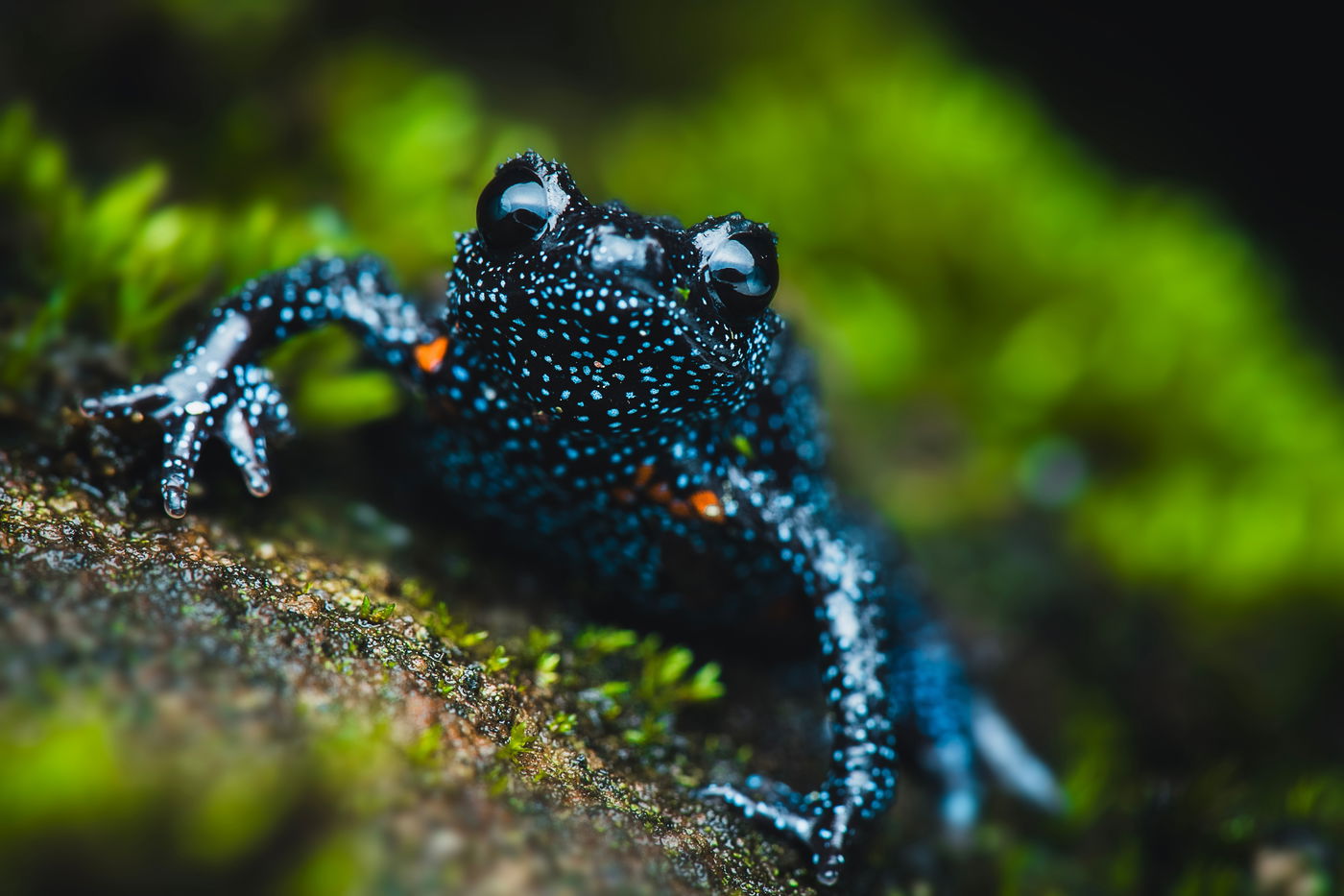 צפרדע הגלקסיה הנדירה