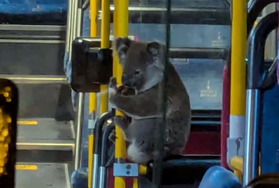 הקואלה ממתינה באוטובוס למחלצים