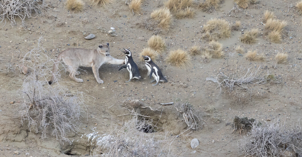 פומה מתקרבת לפינגווינים במטרה לצוד אותם