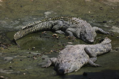 בריכת תנינים 
