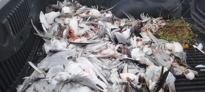 המטוס לאחר פגיעת העופות