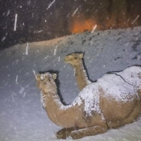 גמלים קופאים בשלג במדבר הסעודי | צפו במחזה הסוריאליסטי