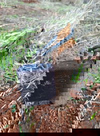 החוחיות שנתפסו