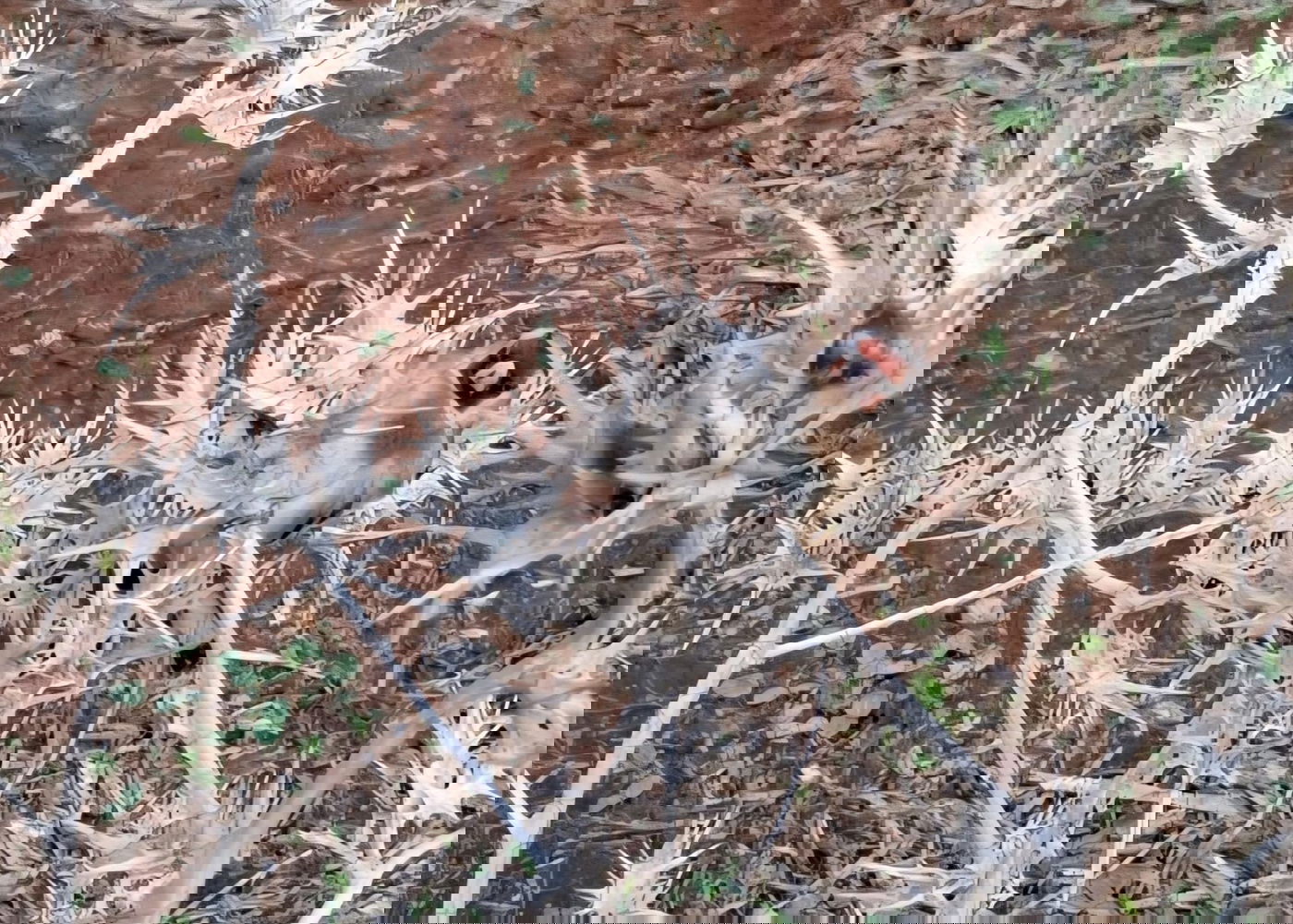 החוחיות שנתפסו