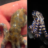 נשיכה בודדת הורגת 26 בני אדם: התייר העלה סרטון - הוא לא ידע מה הוא מחזיק 