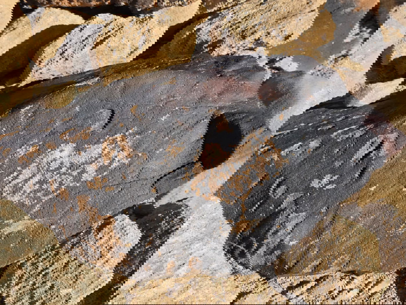 ציור הסלע הנדמה למנורה