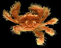 סרטן מסוג פילומינד (pilumnid crab) שנמצא במהלך המחקר