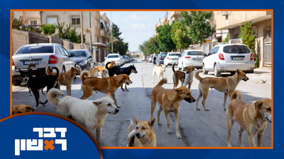 אילוסטרציה כלבים משוטטים ברחוב