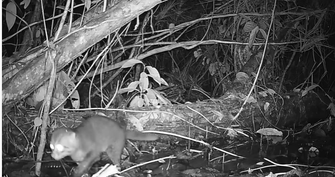 החתול הנמרי שטוח הראש כפי שנצפה במצלמות האבטחה