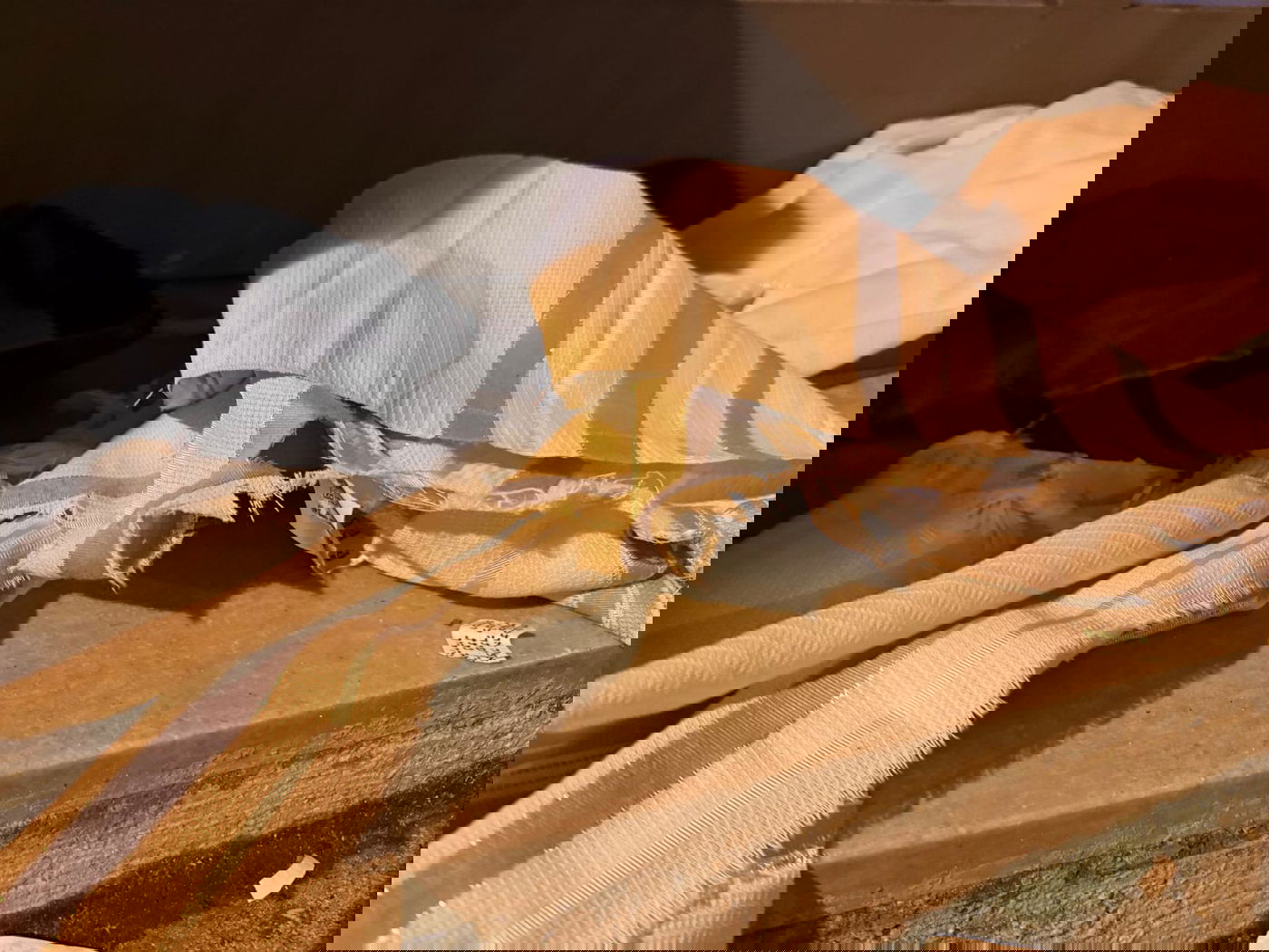 בית הכנסת 'בית יוסף', לפנות בוקר