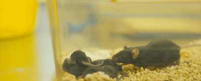 העכברה וגוריה