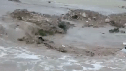 זירת ההעילמות