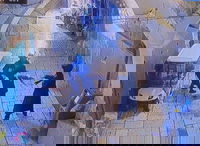 בחזרה מתפילה בכותל: צעיר התעלל בחתול ונעצר | צפו בתיעוד המקומם