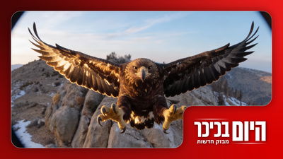 מטורף: העיט טס ישירות למצלמה | הרב שדואג לרווקות המתבגרות • צפו