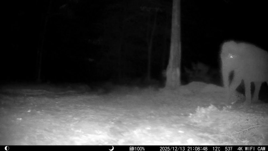 הפיל תוקף את המצלמה 