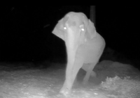 הפיל תוקף את המצלמה