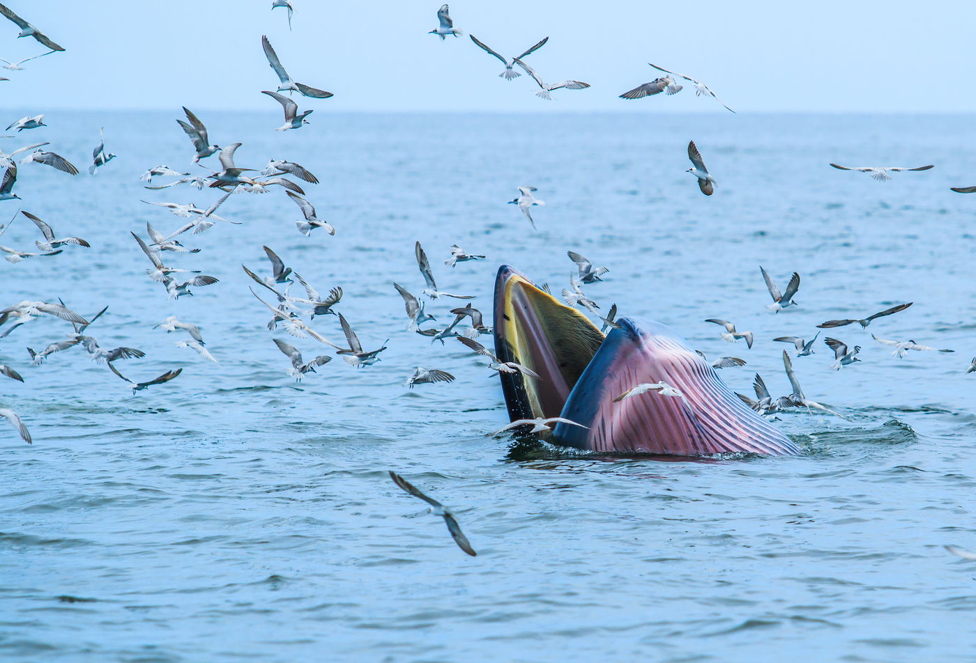 לוויתן ברייד