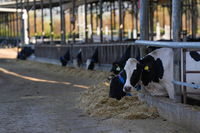 מושב בית הלל, אתמול