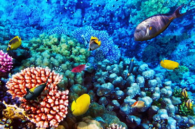 שונית אלמוגים