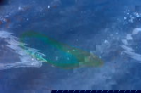 המבצרים השקופים: המהלך המבהיל של סין בלב הים שמשאיר את העולם בערפל