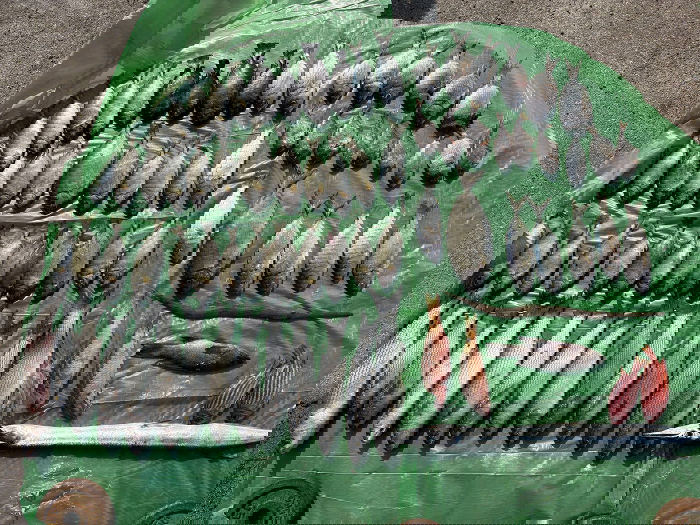 ביצעו דייג לא חוקי