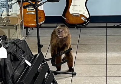 הקוף בחנות המוזיקה