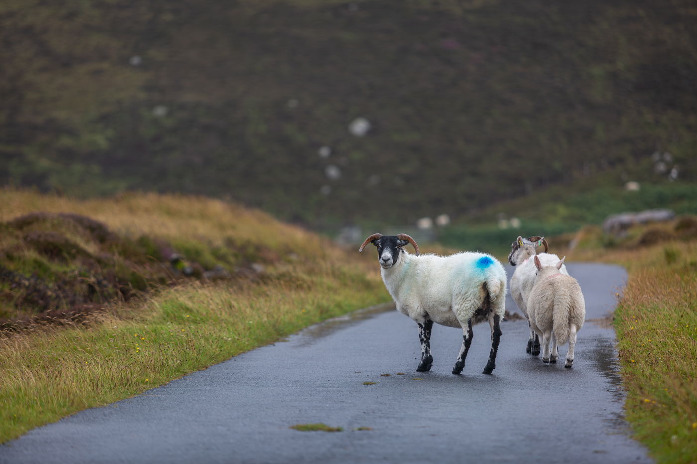 חיות משק בכביש? האט, אחרת זה דו"ח