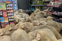 הכבשים מציפים את החנות