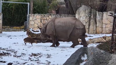 חורך את הרשת: החיה הפצפונת התעמתה עם קרנף ענק | "שכח להסתכל במראה הבוקר"
