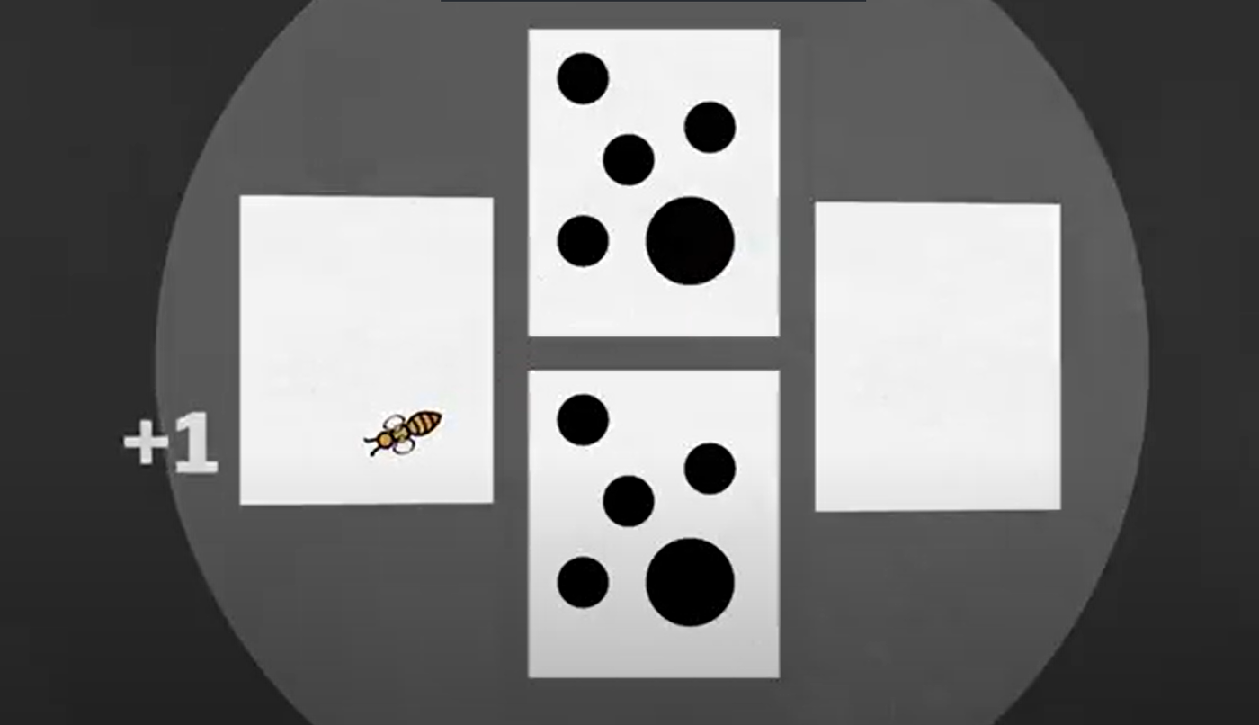 מבינות מתמטיקה - הדמיה 