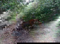 יחמור פרסי בערוץ נחל קטלב, אוגוסט 2020