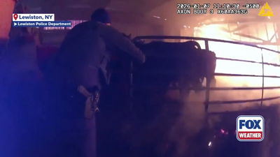 חרך את הרשת: השוטרים פרצו את הגדרות והצילו פרות מרפת בוערת