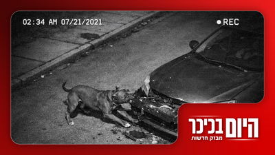 כלבי הפיטבול פירקו את הרכב לגורמים | תיעוד מהשוד הנועז של חנות הזהב  • צפו