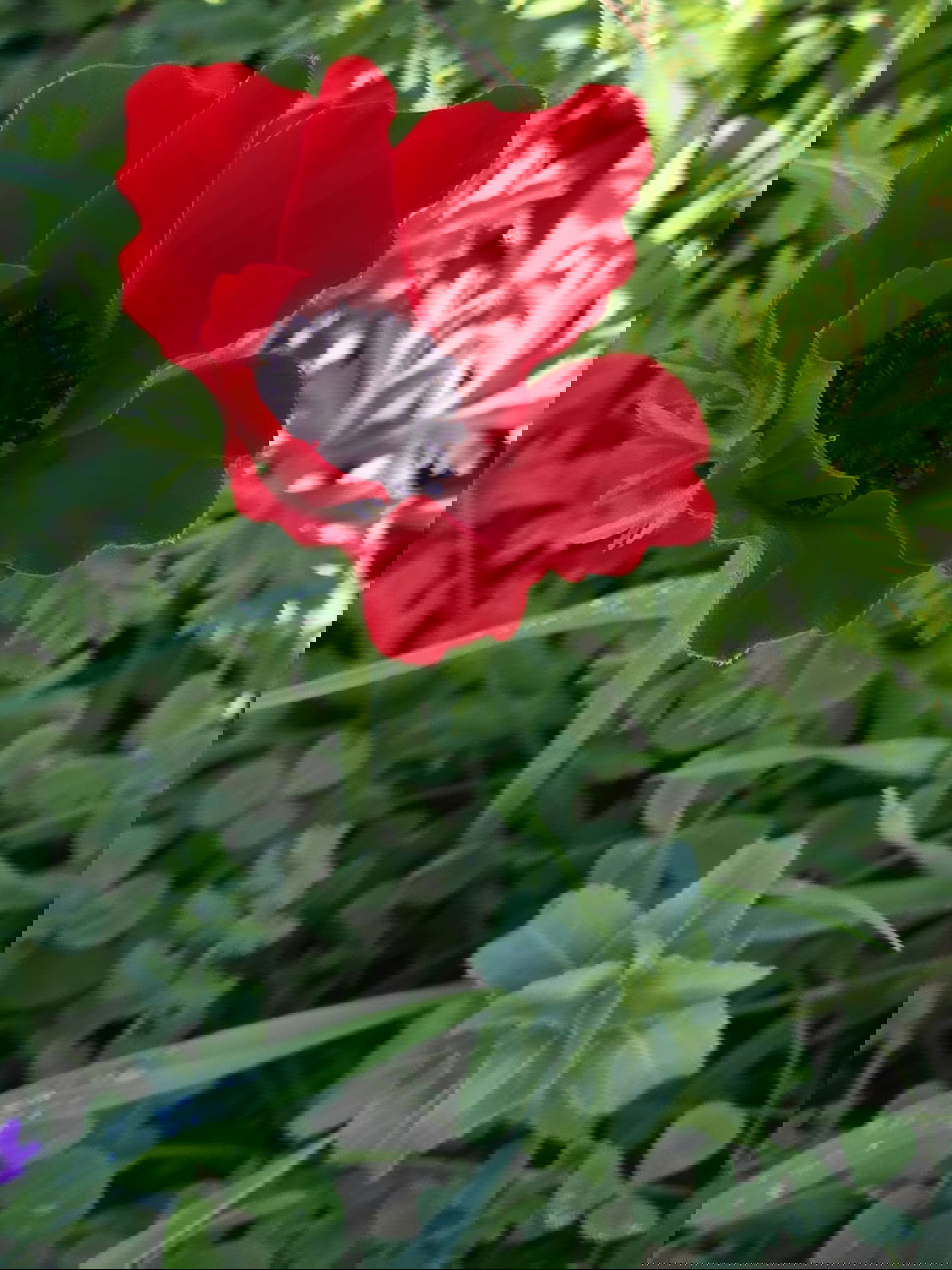 כלניות רקפות ואירוס צהרון, פורחים ביער