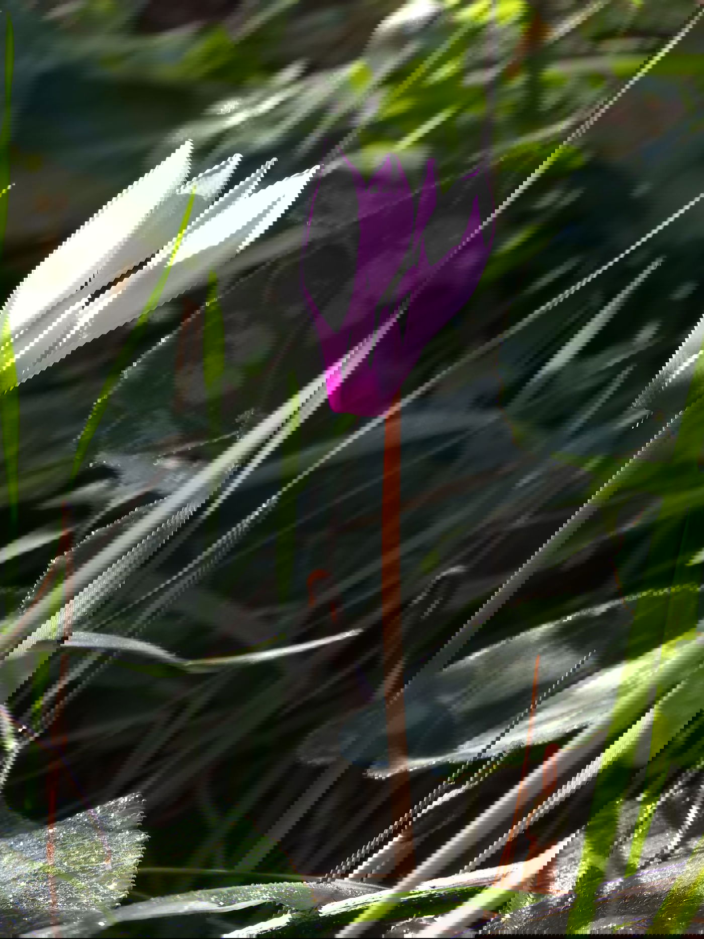 כלניות רקפות ואירוס צהרון, פורחים ביער