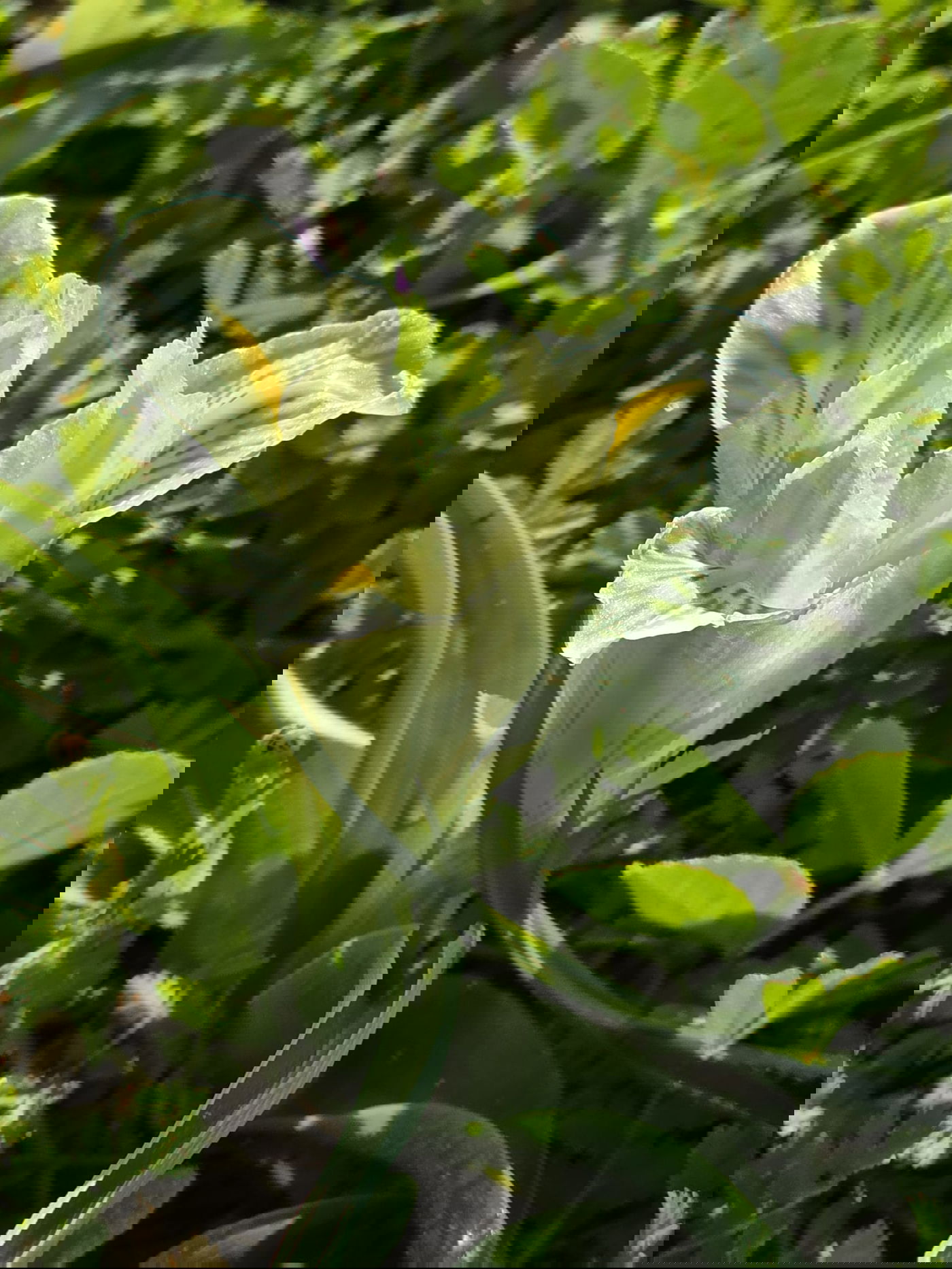 כלניות רקפות ואירוס צהרון, פורחים ביער