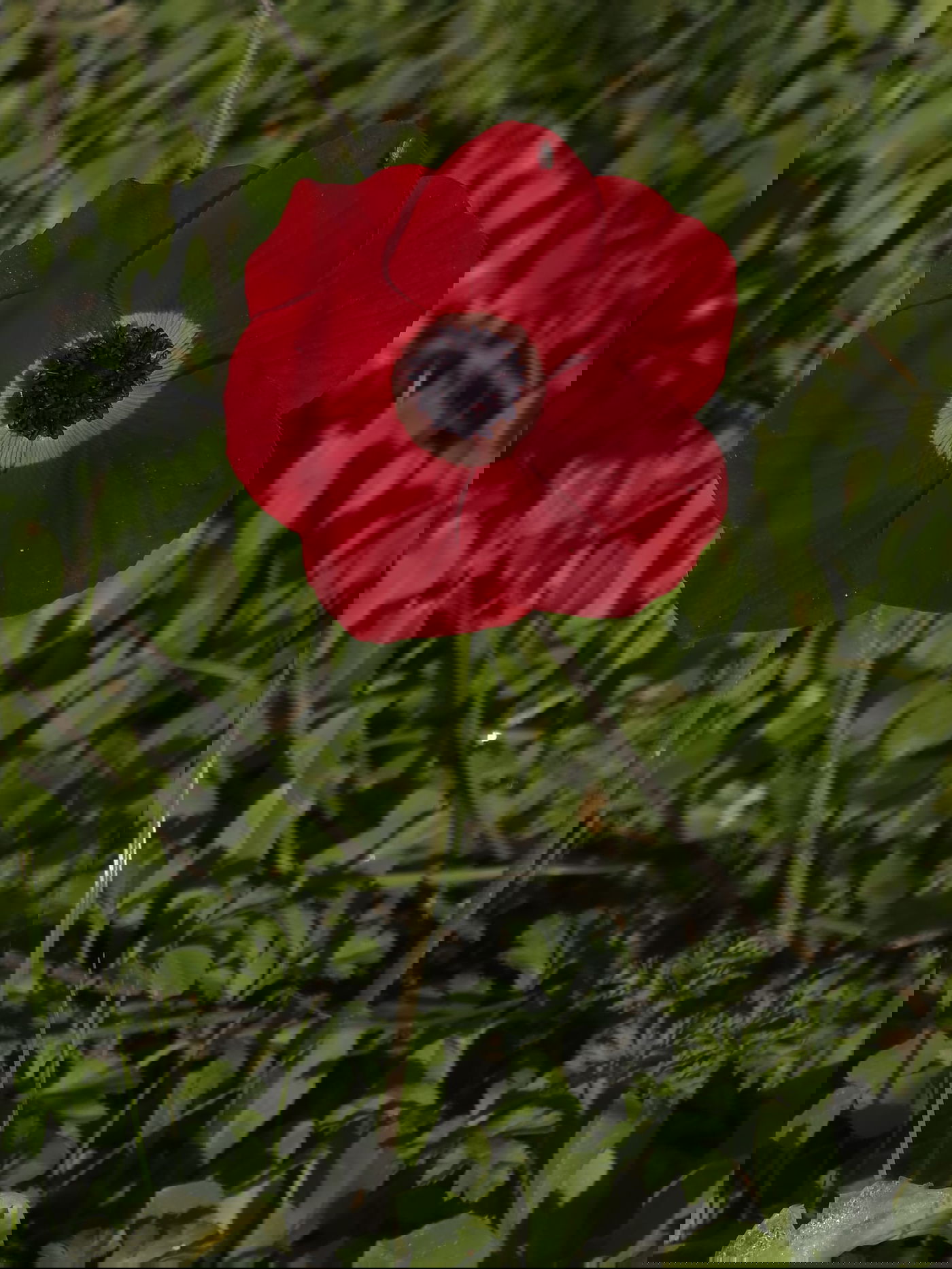 כלניות רקפות ואירוס צהרון, פורחים ביער