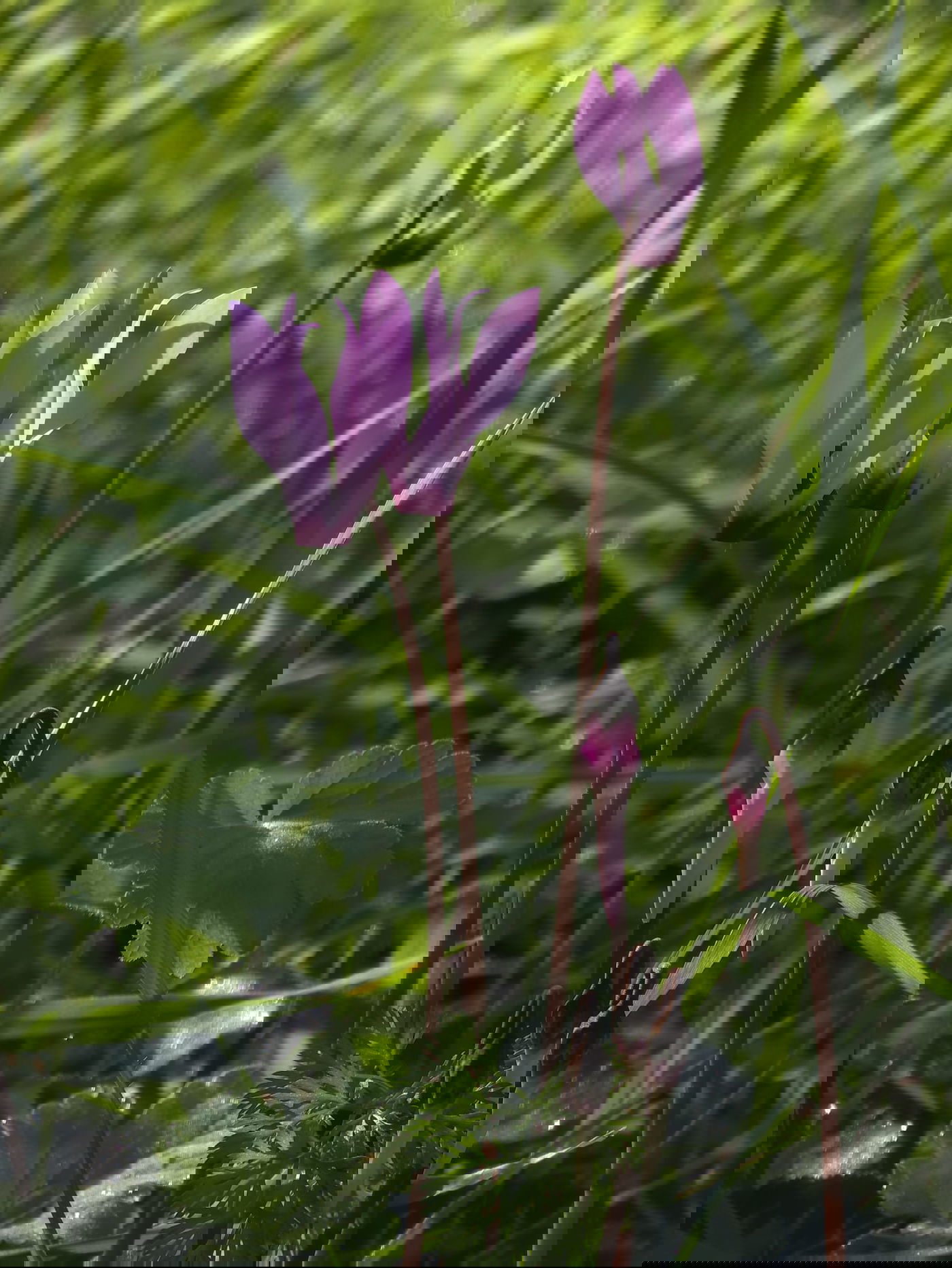 כלניות רקפות ואירוס צהרון, פורחים ביער