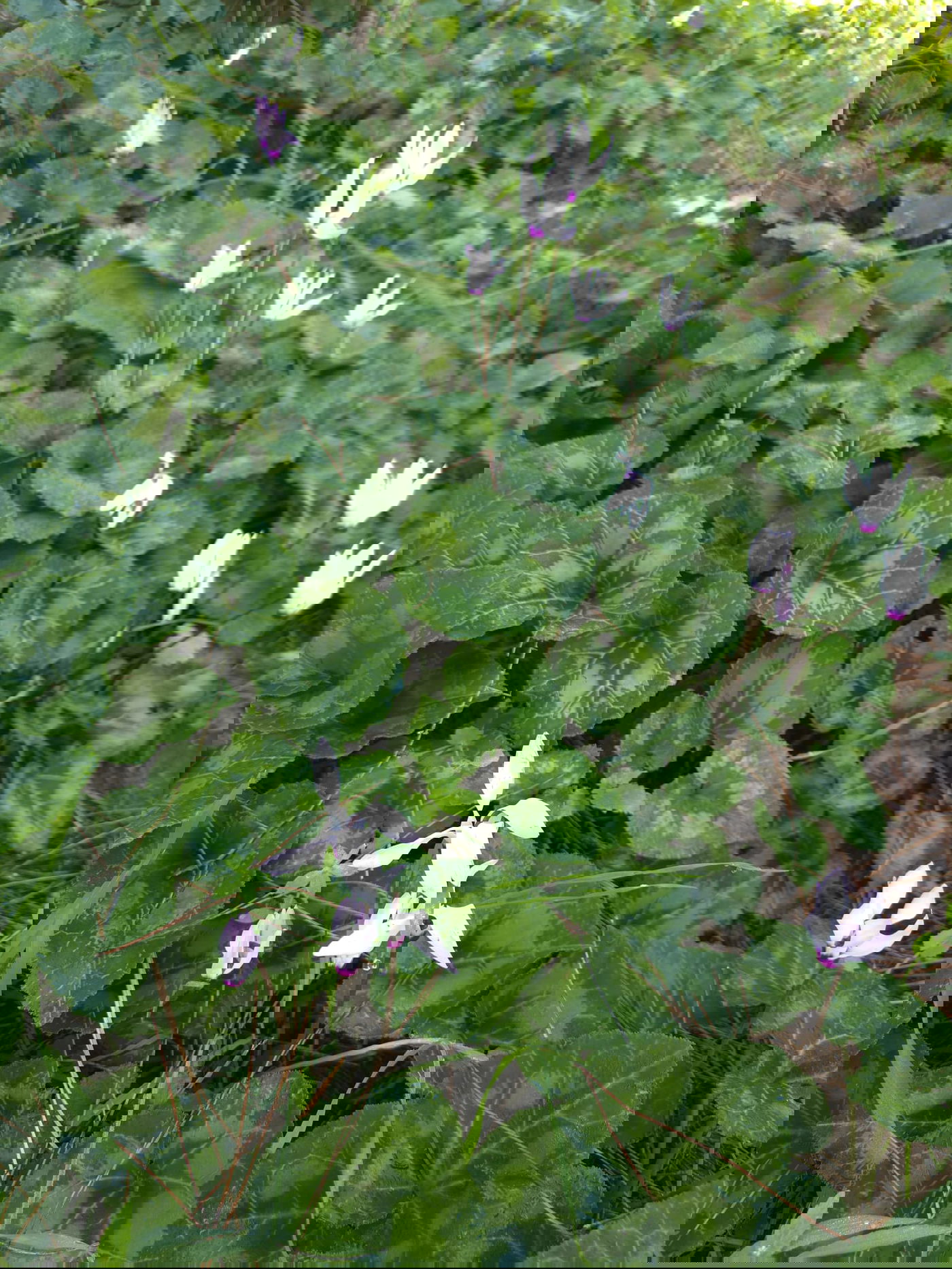 כלניות רקפות ואירוס צהרון, פורחים ביער