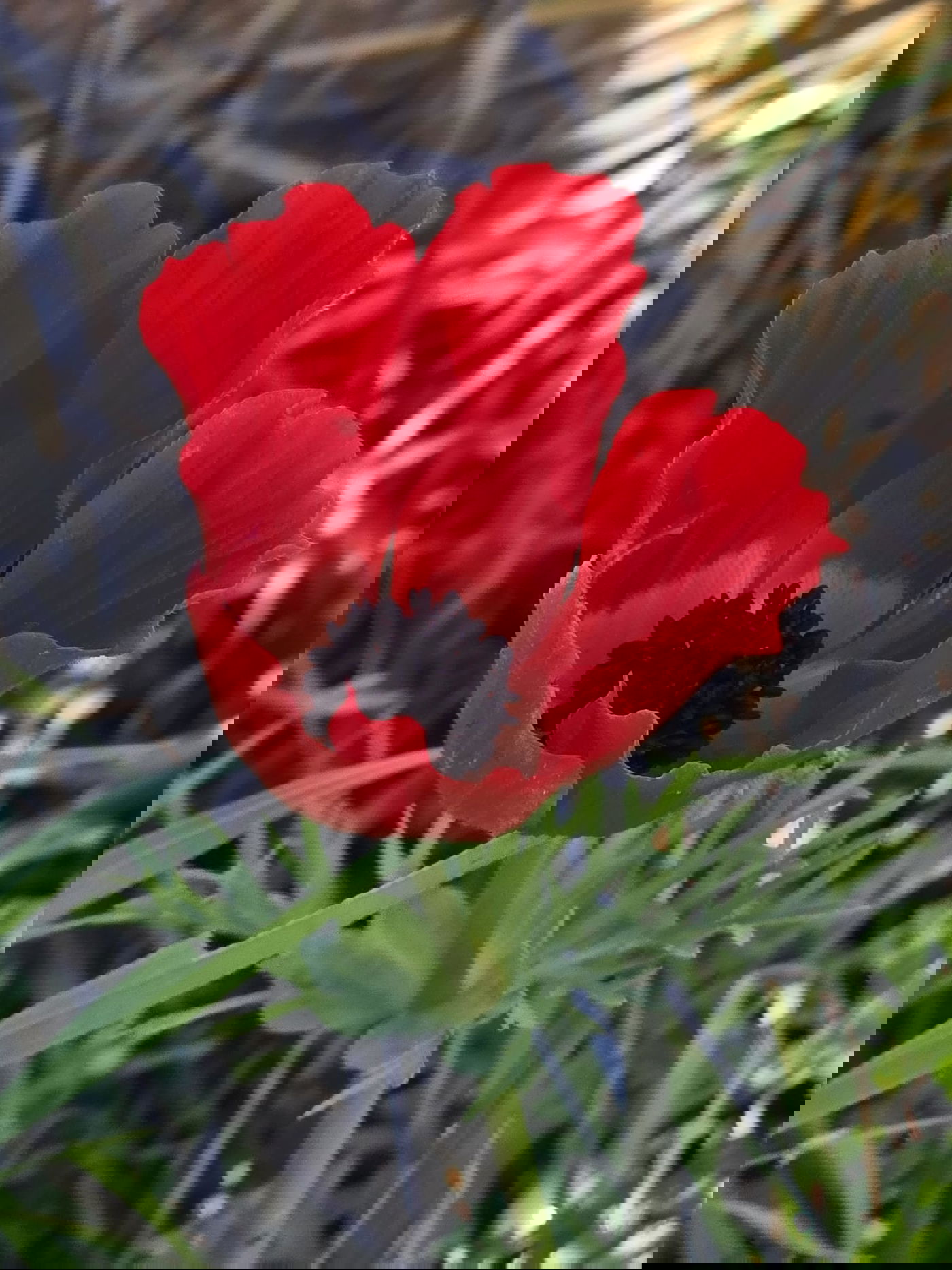 כלניות רקפות ואירוס צהרון, פורחים ביער