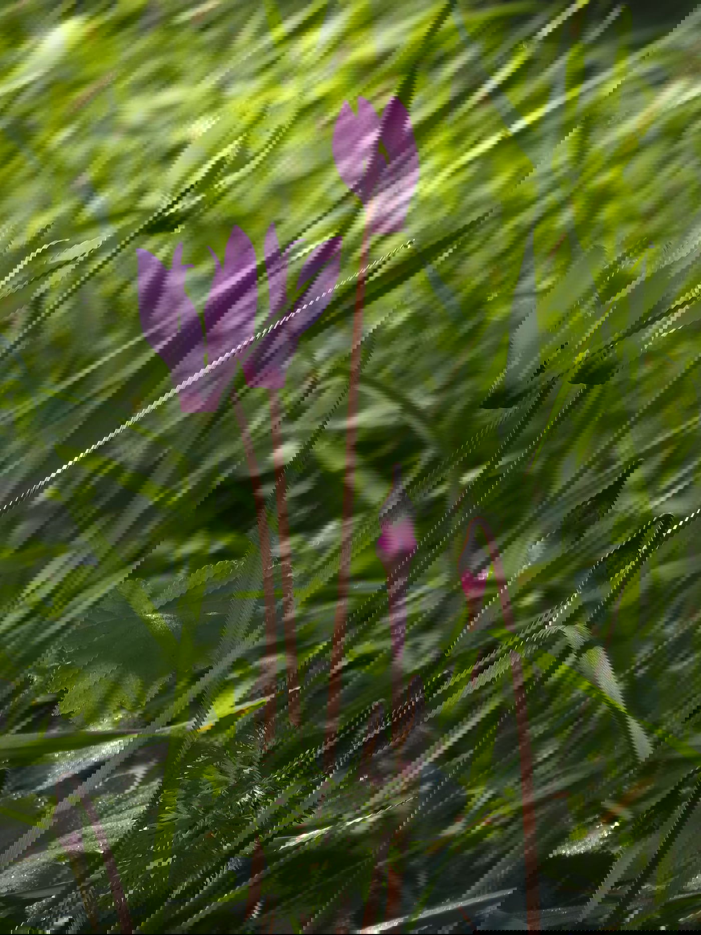 כלניות רקפות ואירוס צהרון, פורחים ביער